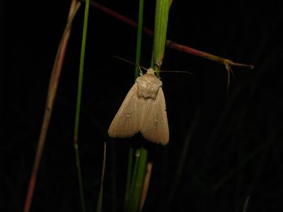 <i>Mythimna sicula</i>