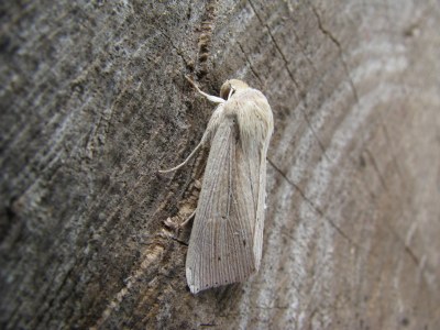 Mythimna straminea