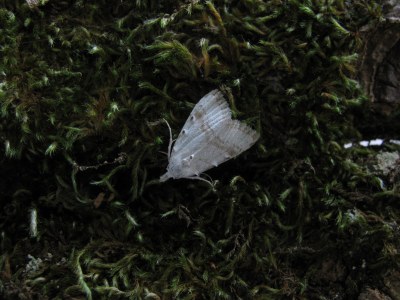 Nola aerugula