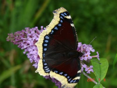 <i>Nymphalis antiopa</i>
