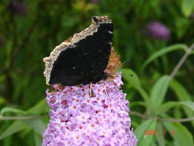 <i>Nymphalis antiopa</i>