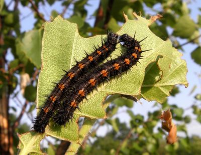 <i>Nymphalis antiopa</i>