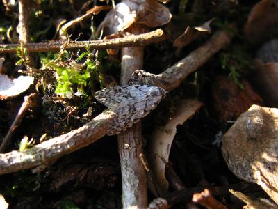 <i>Nola cicatricalis</i>