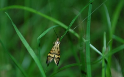 Nemophora degeerella