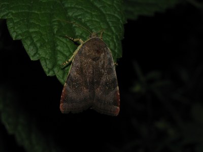 Noctua janthina