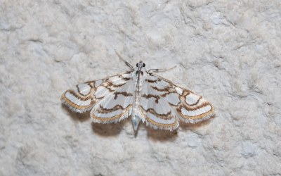 Nymphula nitidulata