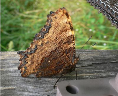 <i>Nymphalis polychloros</i>