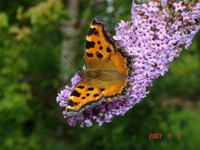 <i>Nymphalis polychloros</i>