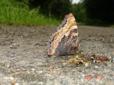<i>Nymphalis polychloros</i>