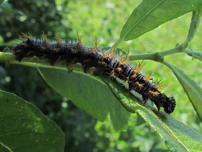 <i>Nymphalis polychloros</i>