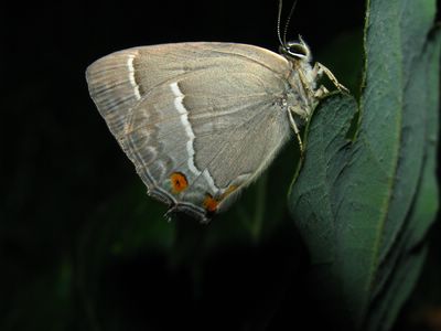 <i>Quercusia quercus</i>