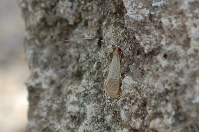 Nematopogon swammerdamella