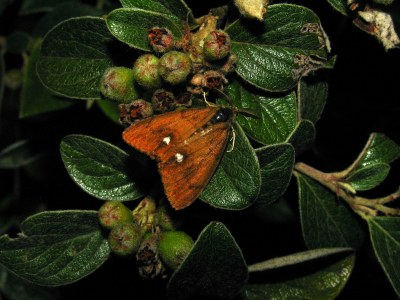 Orgyia antiqua