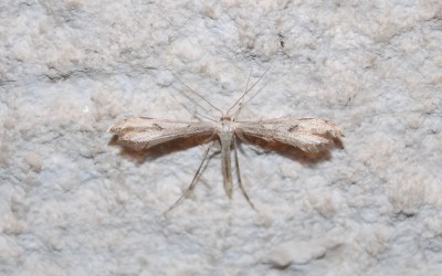 Hellinsia lienigiana