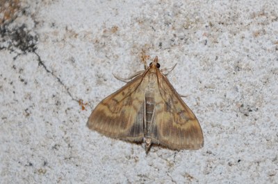 Ostrinia nubilalis
