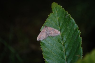 Nycterosea obstipata