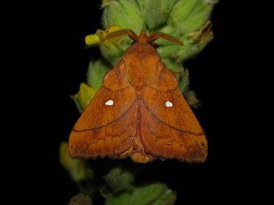 <i>Odonestis pruni</i>