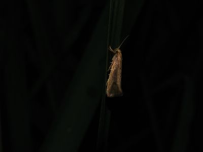 Orthotelia sparganella