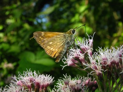 <i>Ochlodes sylvanus</i>