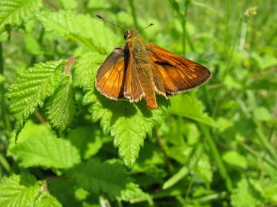 <i>Ochlodes sylvanus</i>