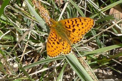 Boloria selene