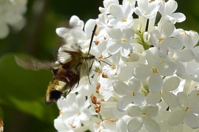 Hemaris fuciformis