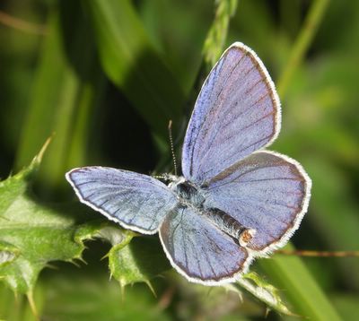<i>Plebejus argyrognomon</i>