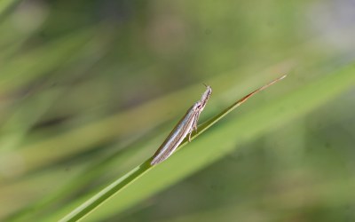 Pleurota aristella