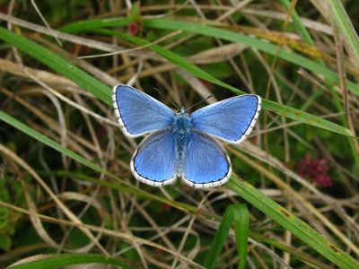 <i>Lysandra bellargus</i>