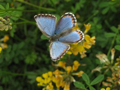 <i>Lysandra bellargus</i>