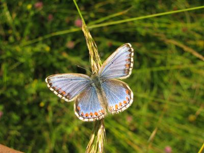 <i>Lysandra bellargus</i>