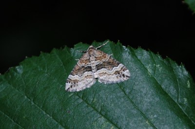 Perizoma bifaciata