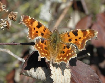 <i>Polygonia c-album</i>