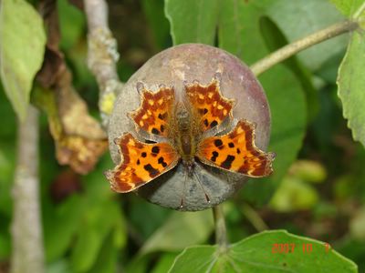 <i>Polygonia c-album</i>