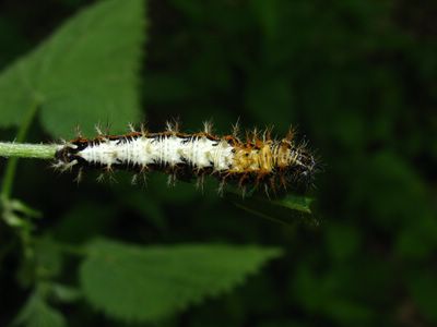 <i>Polygonia c-album</i>