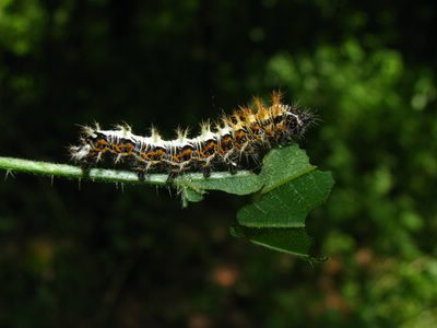 <i>Polygonia c-album</i>