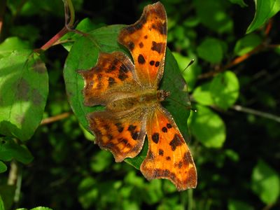 <i>Polygonia c-album</i>