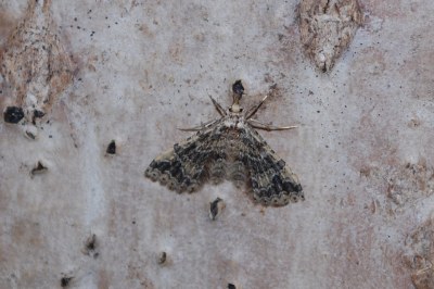 Pterotopteryx dodecadactyla
