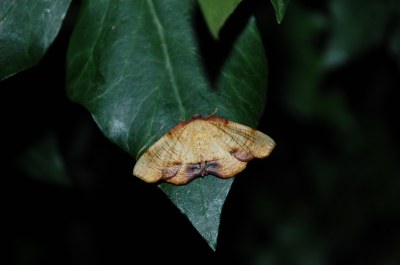 <i>Plagodis dolabraria</i>