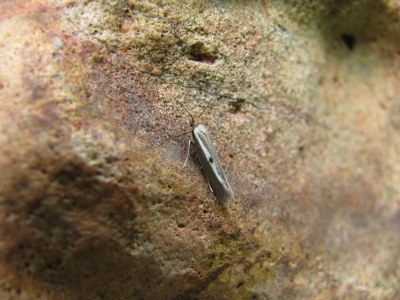 Parahyponomeuta egregiella
