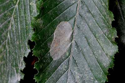 Phyllonorycter esperella