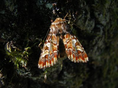 <i>Panolis flammea</i>