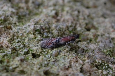 Rhodophaea formosa