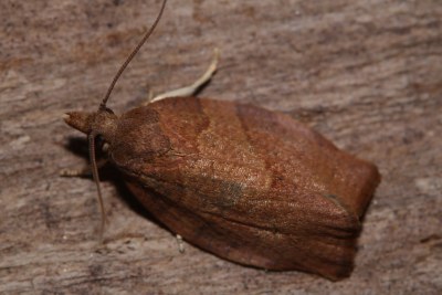 Pandemis heparana