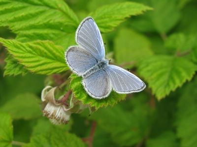 <i>Polyommatus icarus</i>