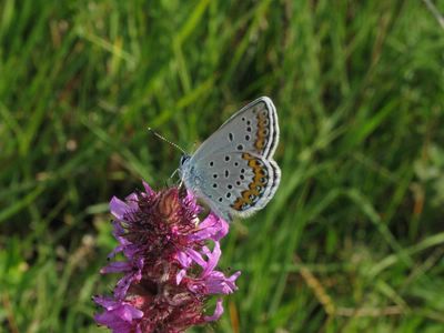 <i>Plebejus idas</i>