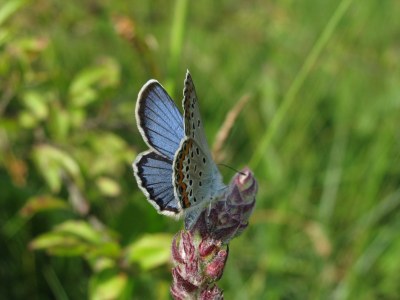 Plebejus idas