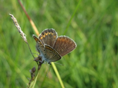 Plebejus idas