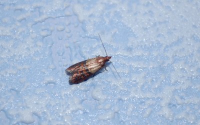 Plodia interpunctella