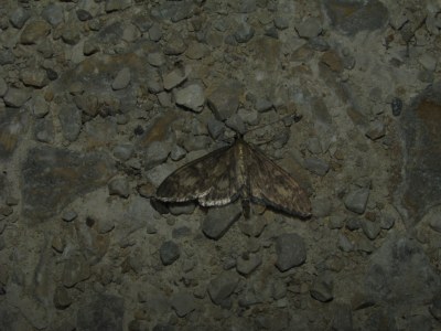 Anania lancealis